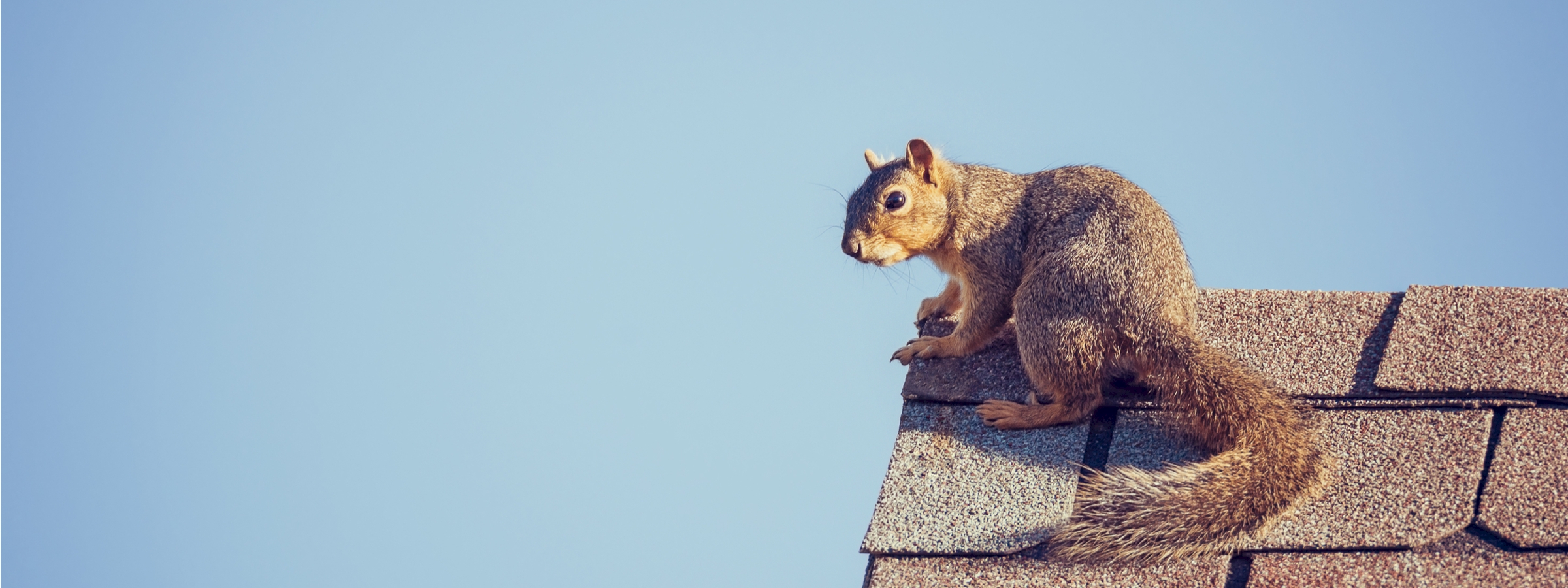 Do I need snow & critter guards for my solar panels?